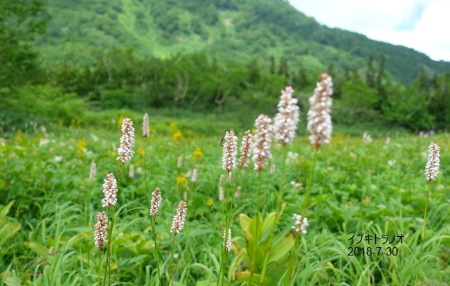 栂池自然園の花達