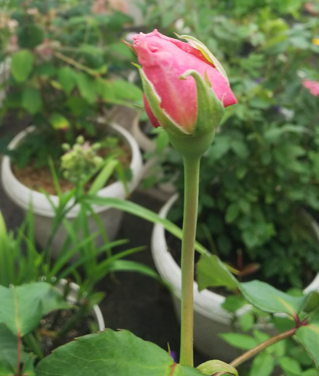 挿し木で育成（🌹バラ芳純）の開花