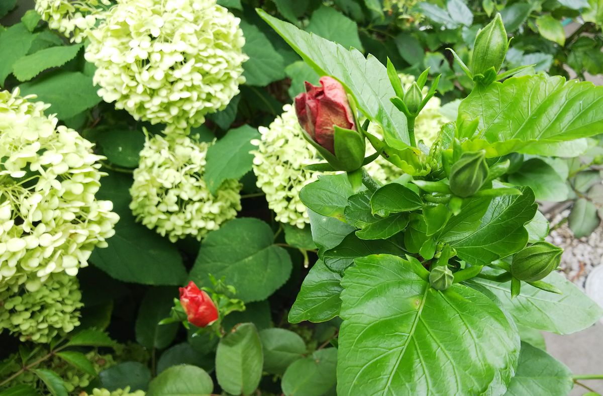 ハイビスカス🌺の開花