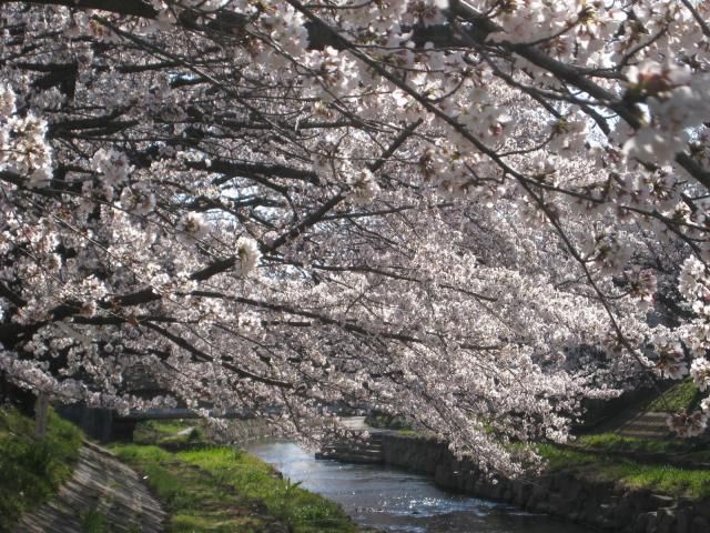 桜満開　そして今日はさくら祭り　[i:146]