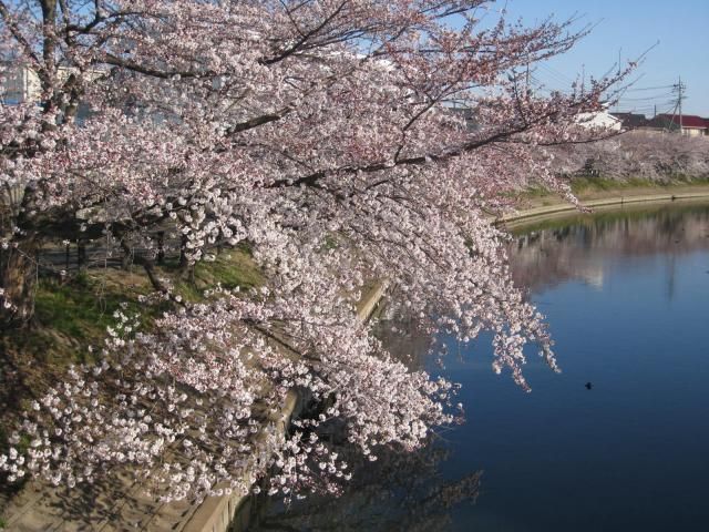 桜満開　そして今日はさくら祭り　[i:146]