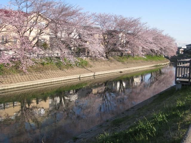 桜満開　そして今日はさくら祭り　[i:146]