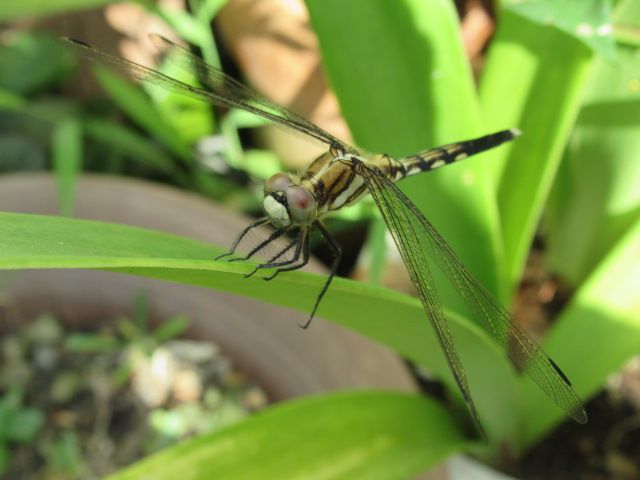 7月おわり