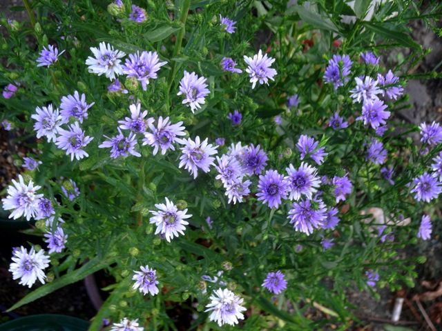 今朝の庭より･･･涼しげな花色