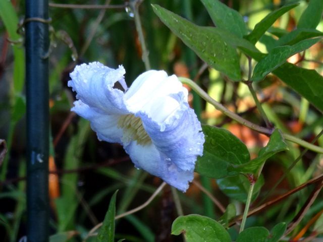 今朝の庭より･･･涼しげな花色