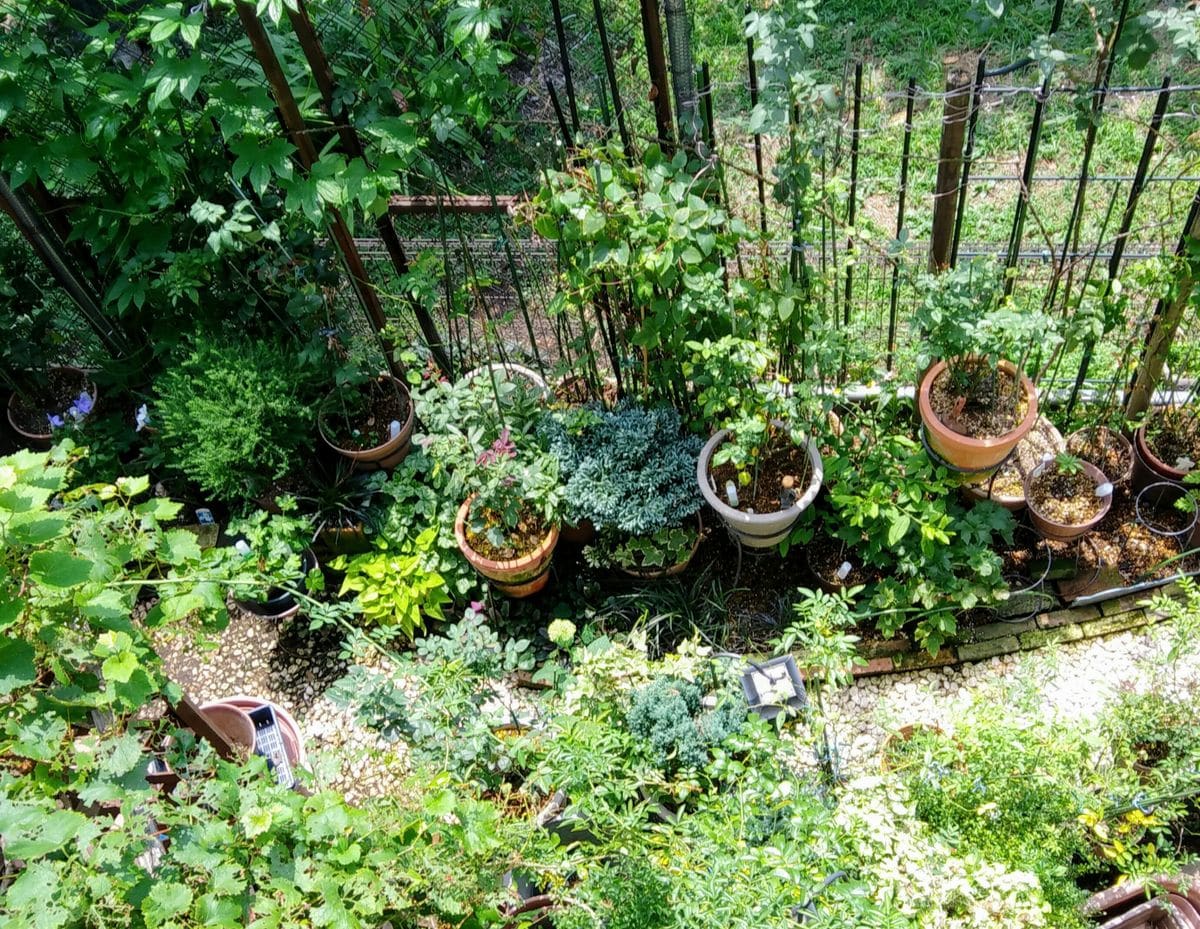 夏の庭