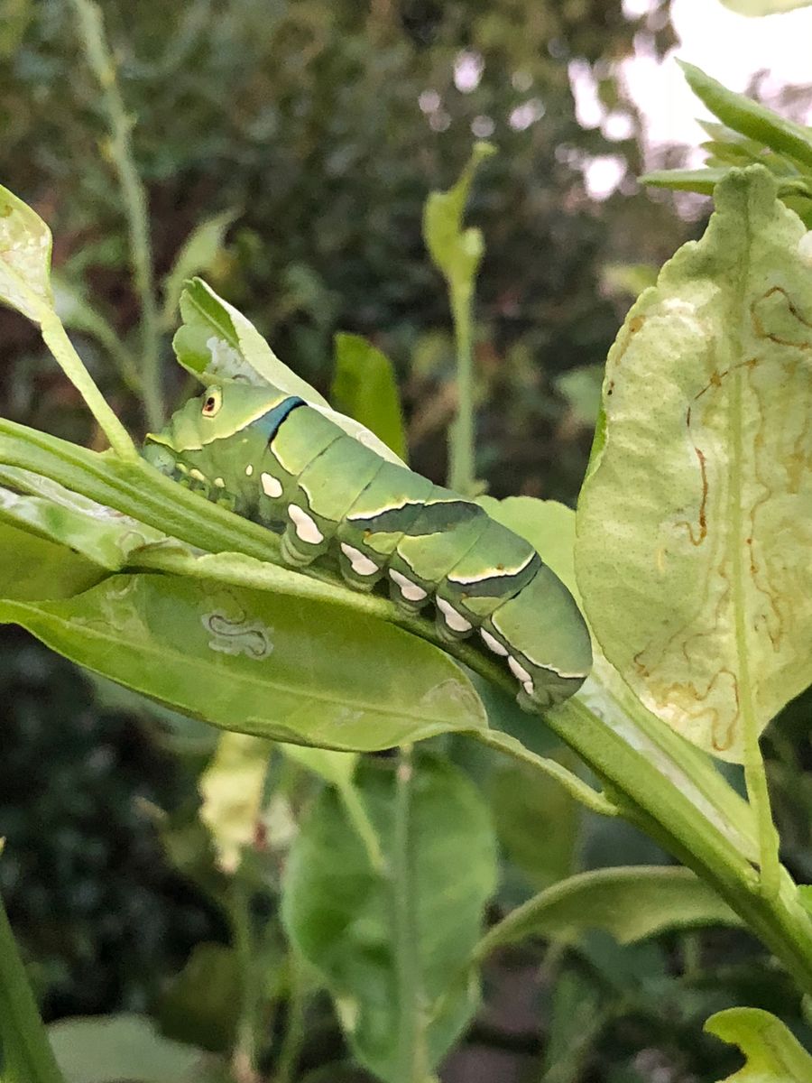 私、遠くから虫を見つけるの得意なんです。虫注意