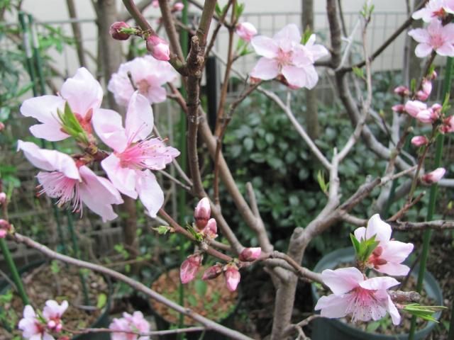 桜の季節にモモ