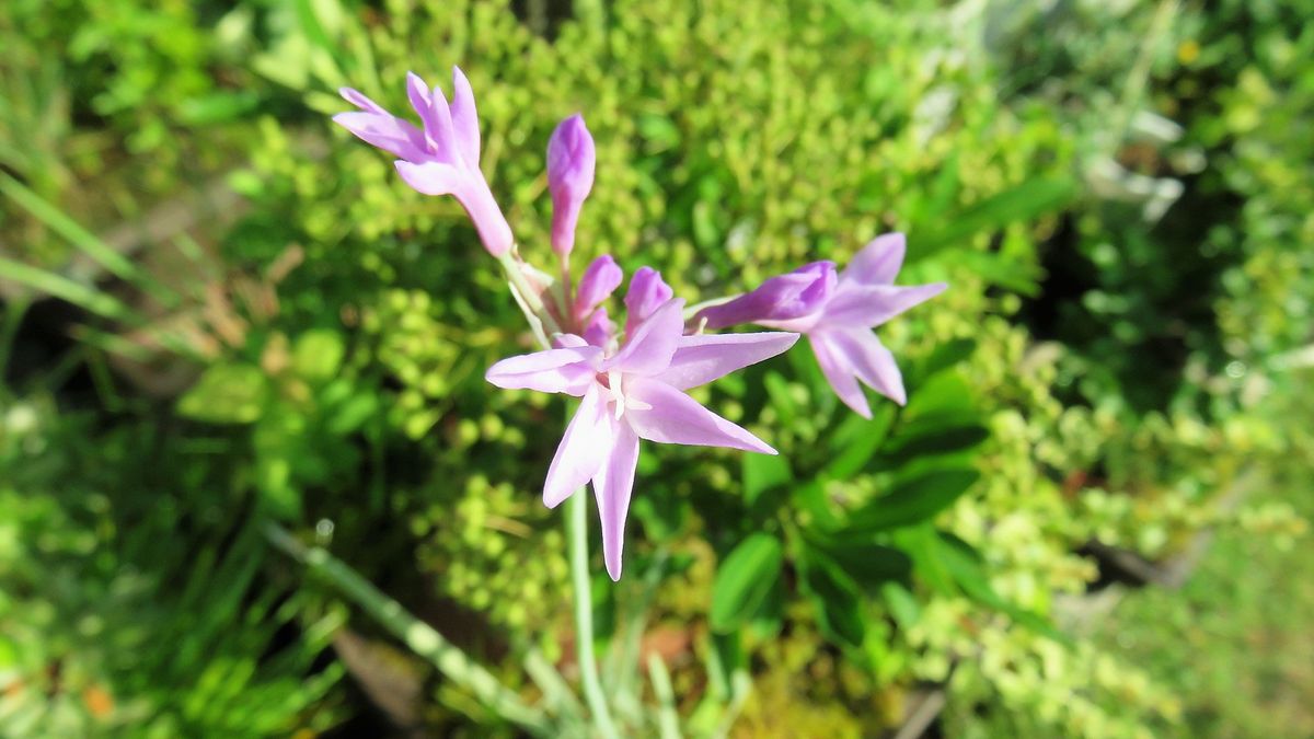 暑さに負けず咲き続ける花～😊～