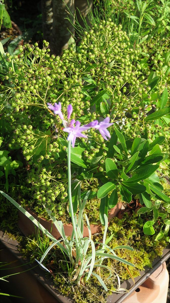 暑さに負けず咲き続ける花～😊～