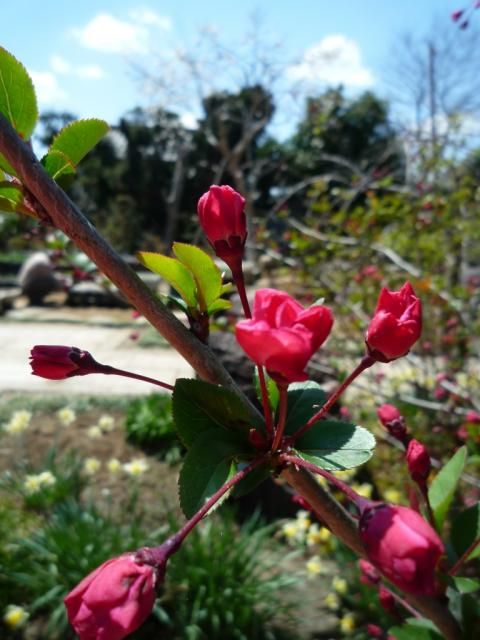 海棠もうすぐ花開きます