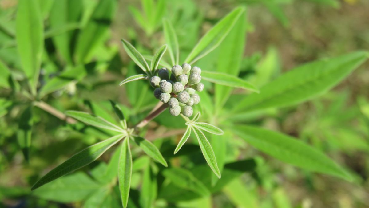 焦らせる開花待ち蕾三種