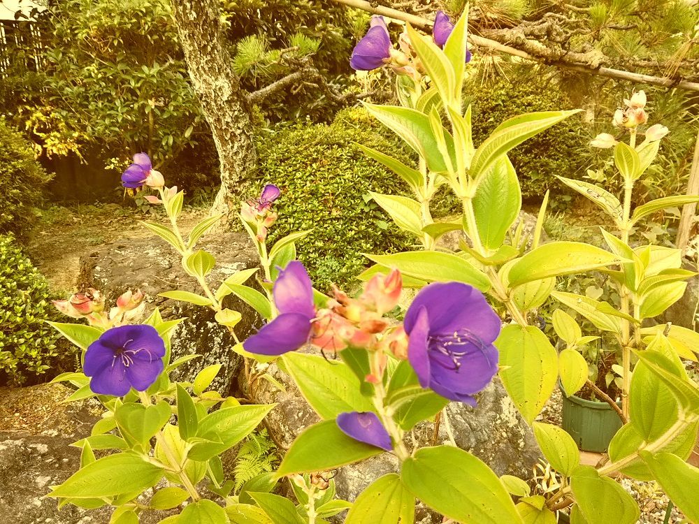 今日の花