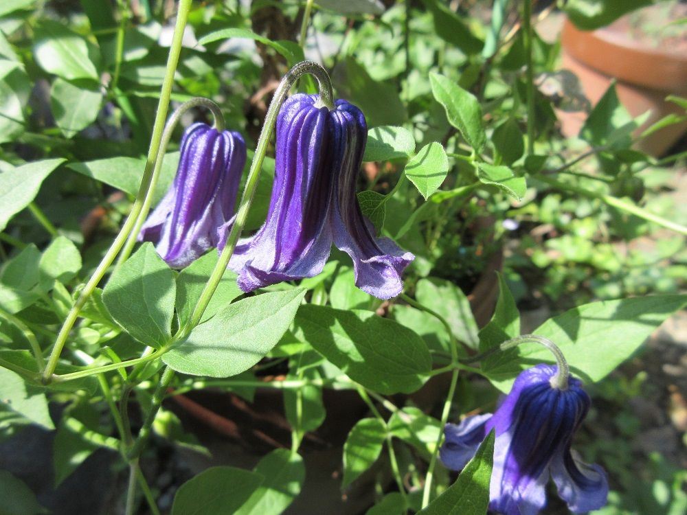 今日の花