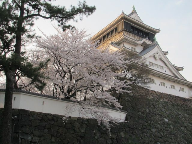 お花見　夜桜