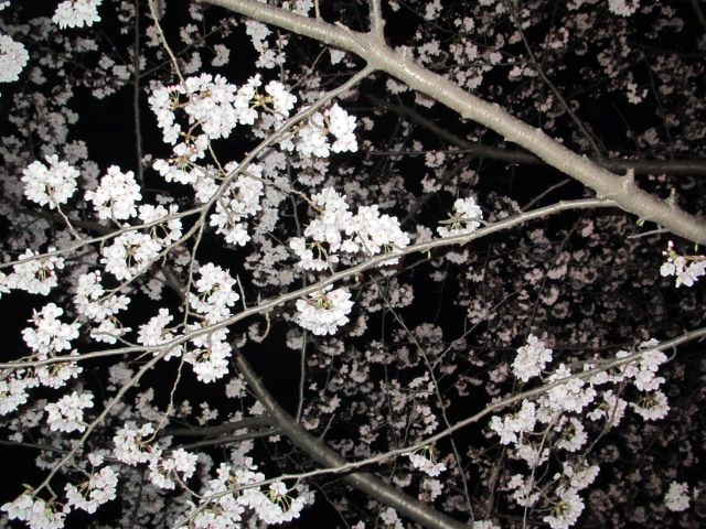 お花見　夜桜