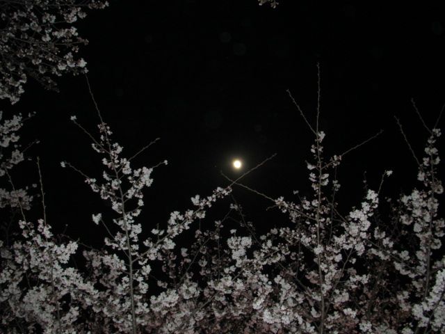 お花見　夜桜