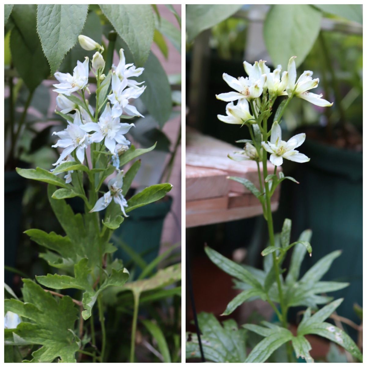 🌺猛暑に頑張る花たち