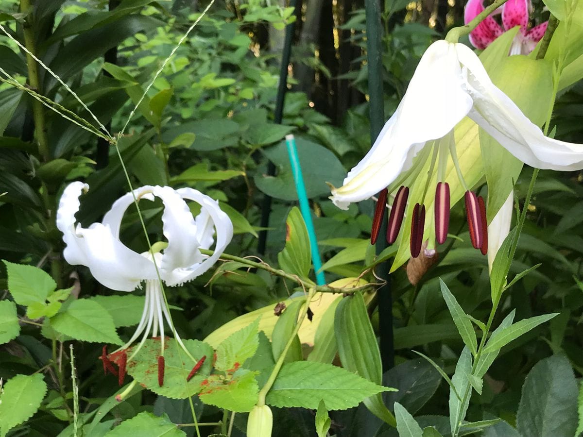 オリエンタル百合、最終ランナー