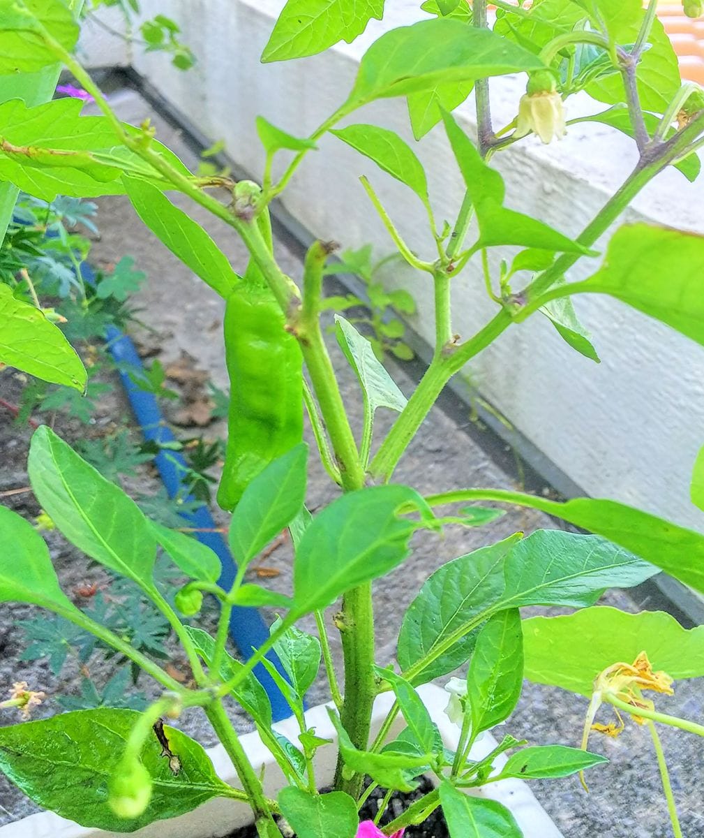 ベランダのお野菜🍅その2