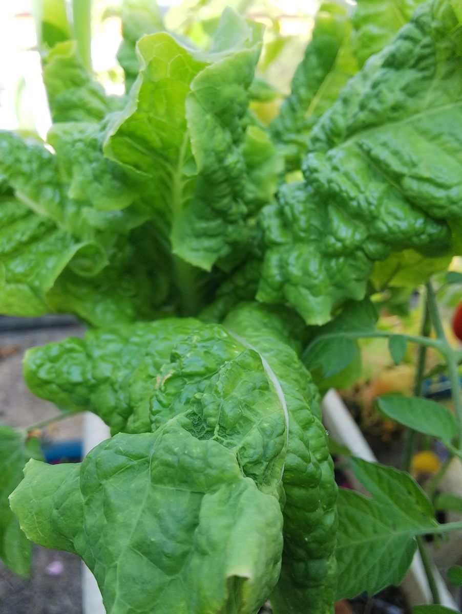 ベランダのお野菜🍅その2