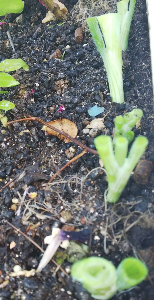 ベランダのお野菜🌿その3