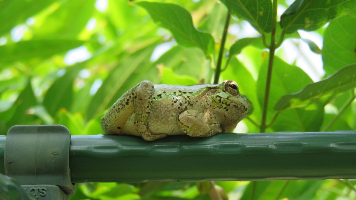 暑くても涼し気に見える　カエルとセミ