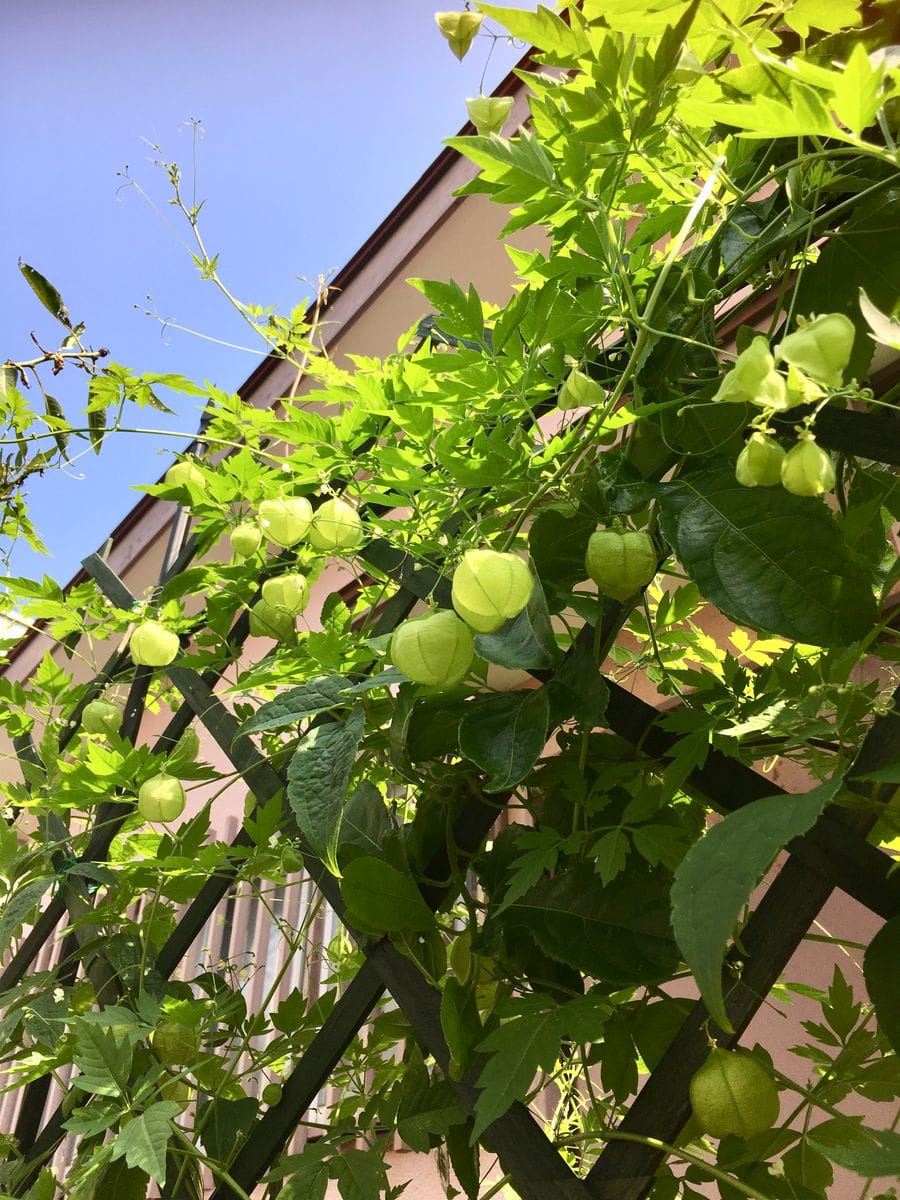 グリーンシャワーを浴びて🌿