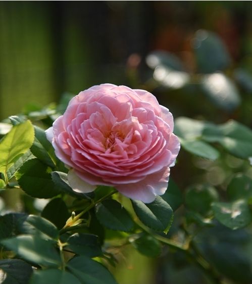 夏花は程よい大きさです。