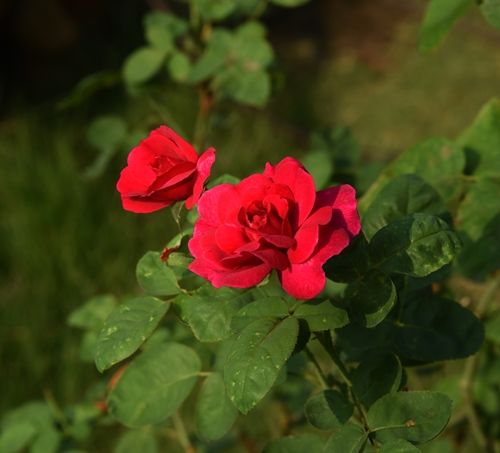 夏花は程よい大きさです。