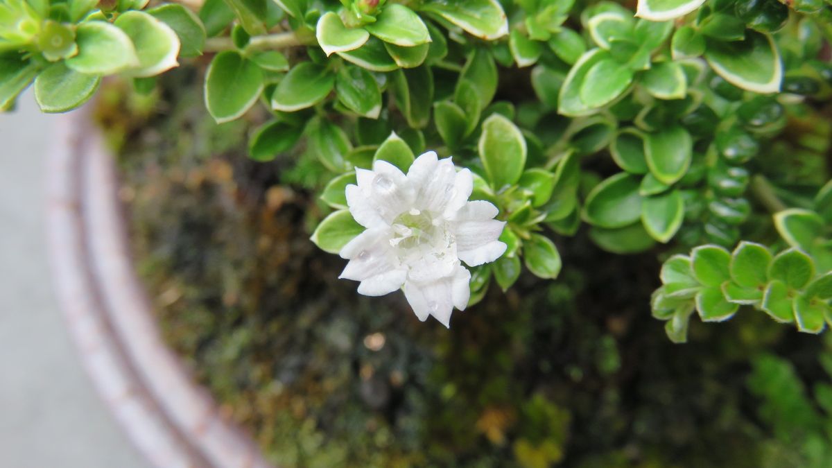 寄せ植えに咲いた斑入り白丁花