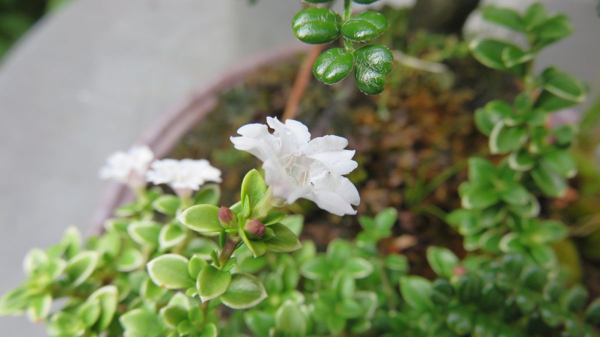 寄せ植えに咲いた斑入り白丁花