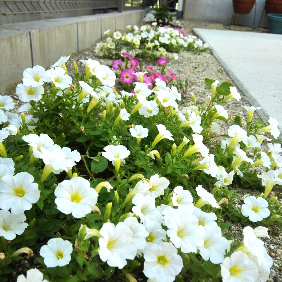 ペチュニアの花ガラ摘み