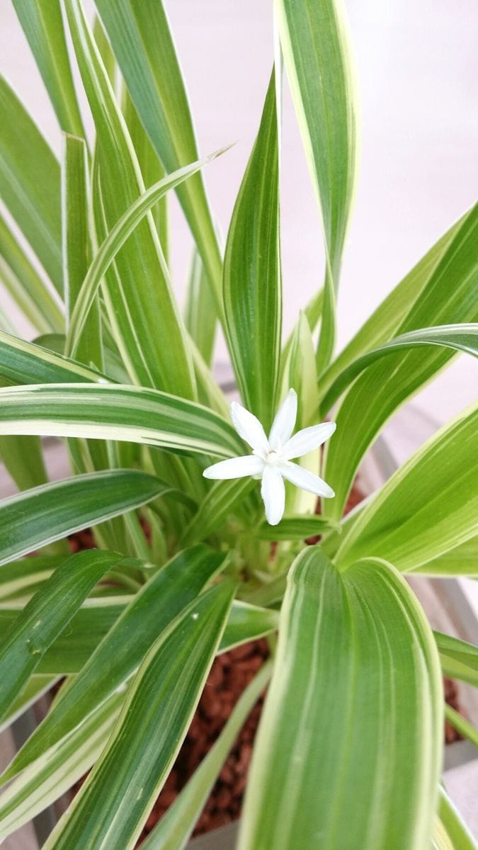 高校球児、応援の花、シャムオリズルラン💠🌿