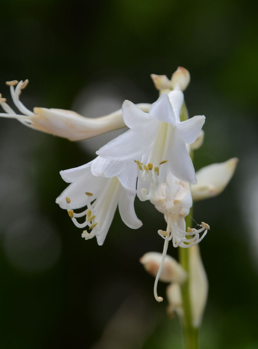 白花のタチギボウシ