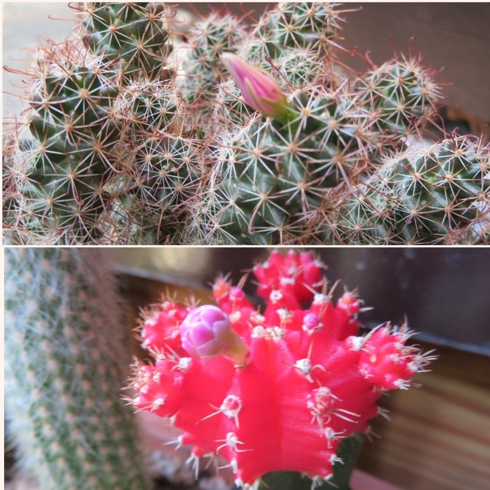 🌵サボテン金手毬の花🌵