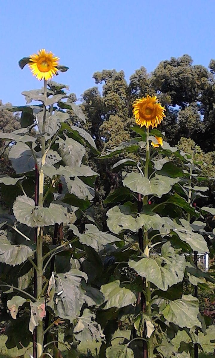 約２ヶ月振りの京都府立植物園