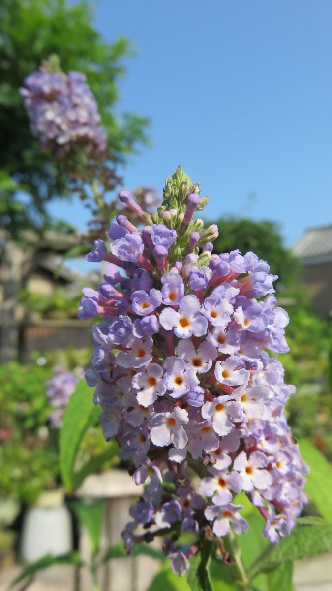 灼熱の庭で細々咲き続ける🌸～1