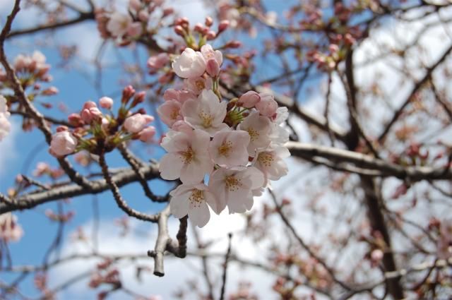 桜の開花状況　4/7現在