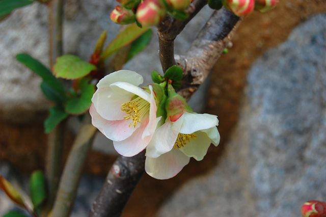 早春の花木