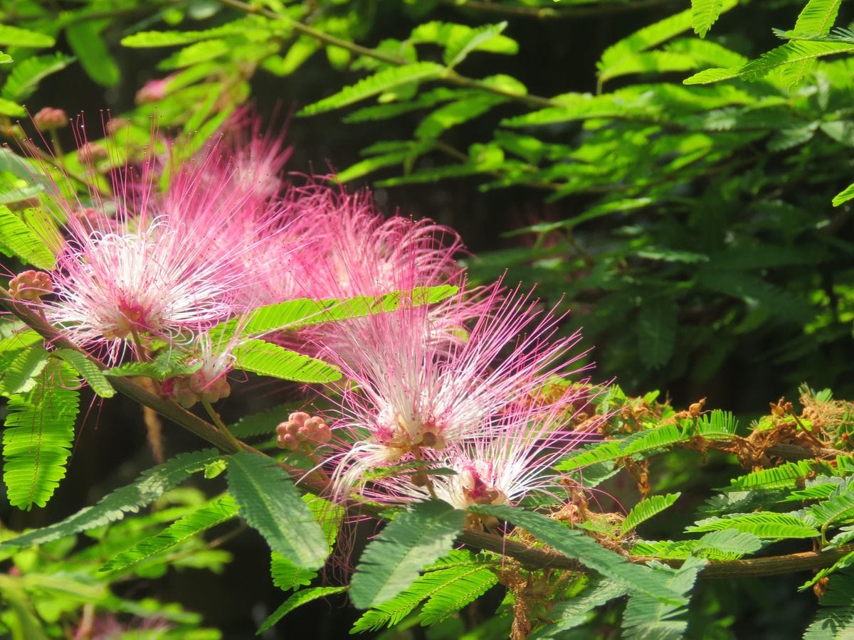 苔庭・ネムノキはことし伸びた枝に花をつける