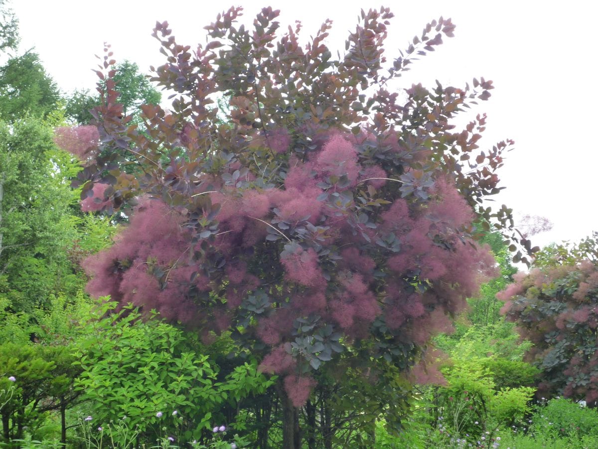 スモークツリー Cotinus coggygria 'Grace