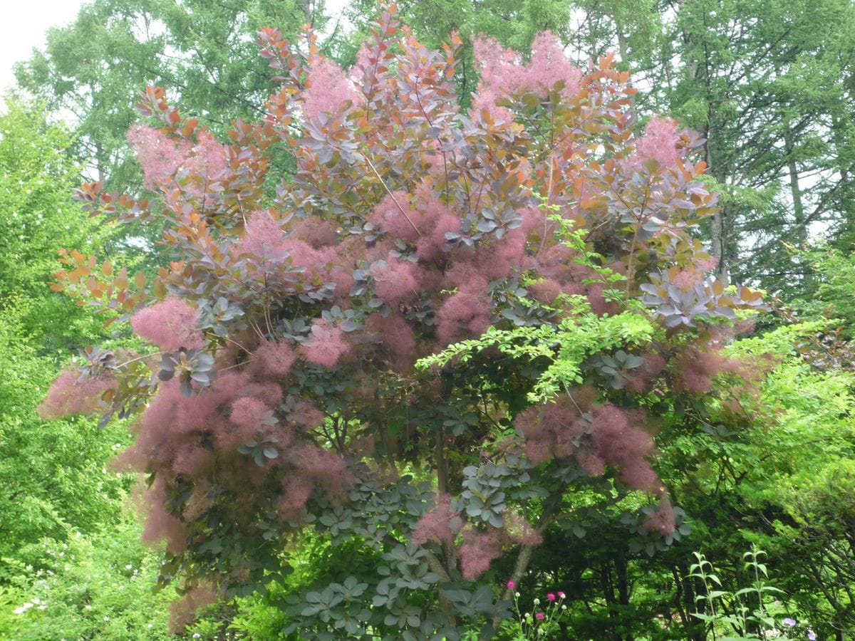 スモークツリー Cotinus coggygria 'Grace