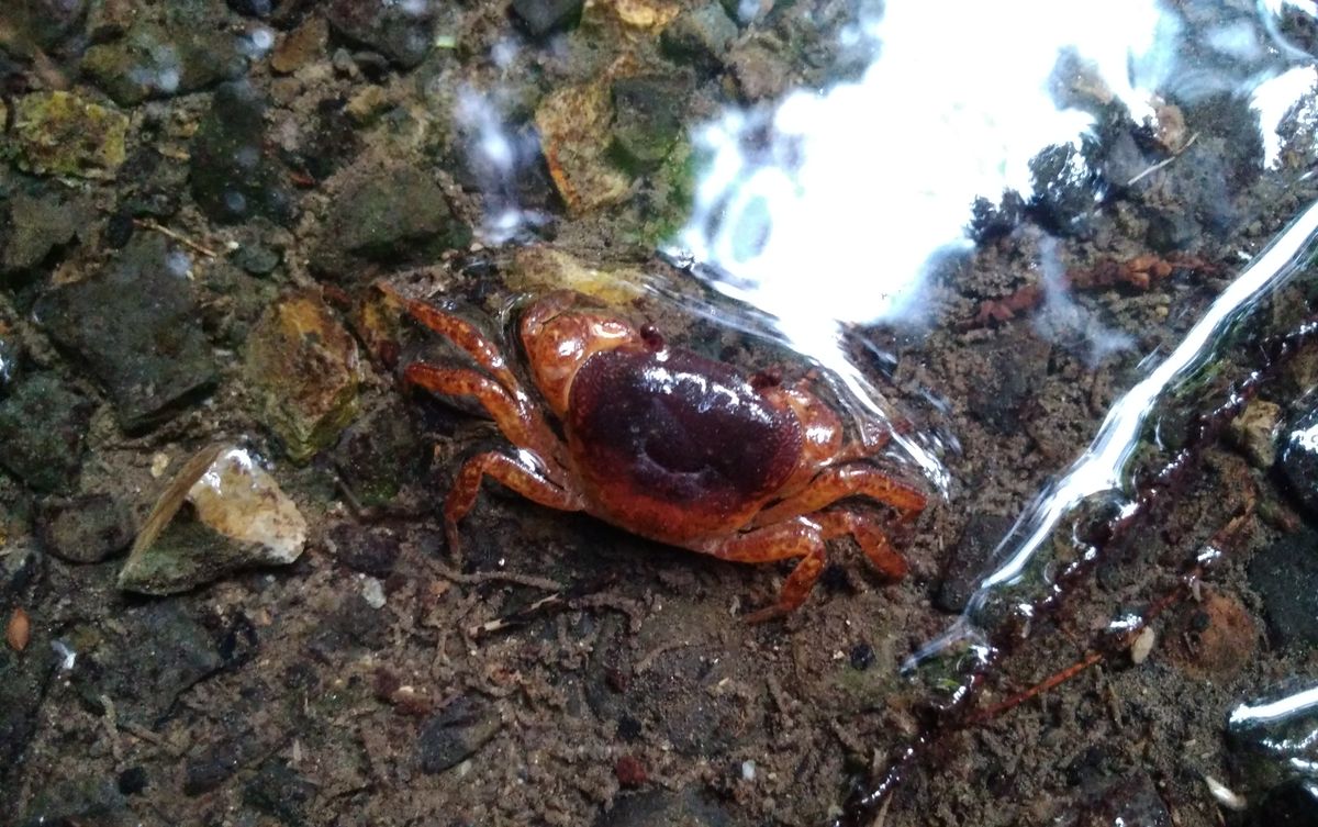 今日の生き物