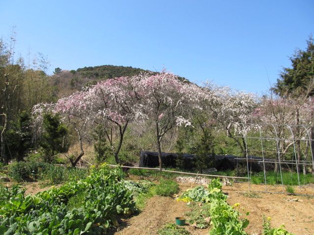 こぼれ種でシダレモモ？