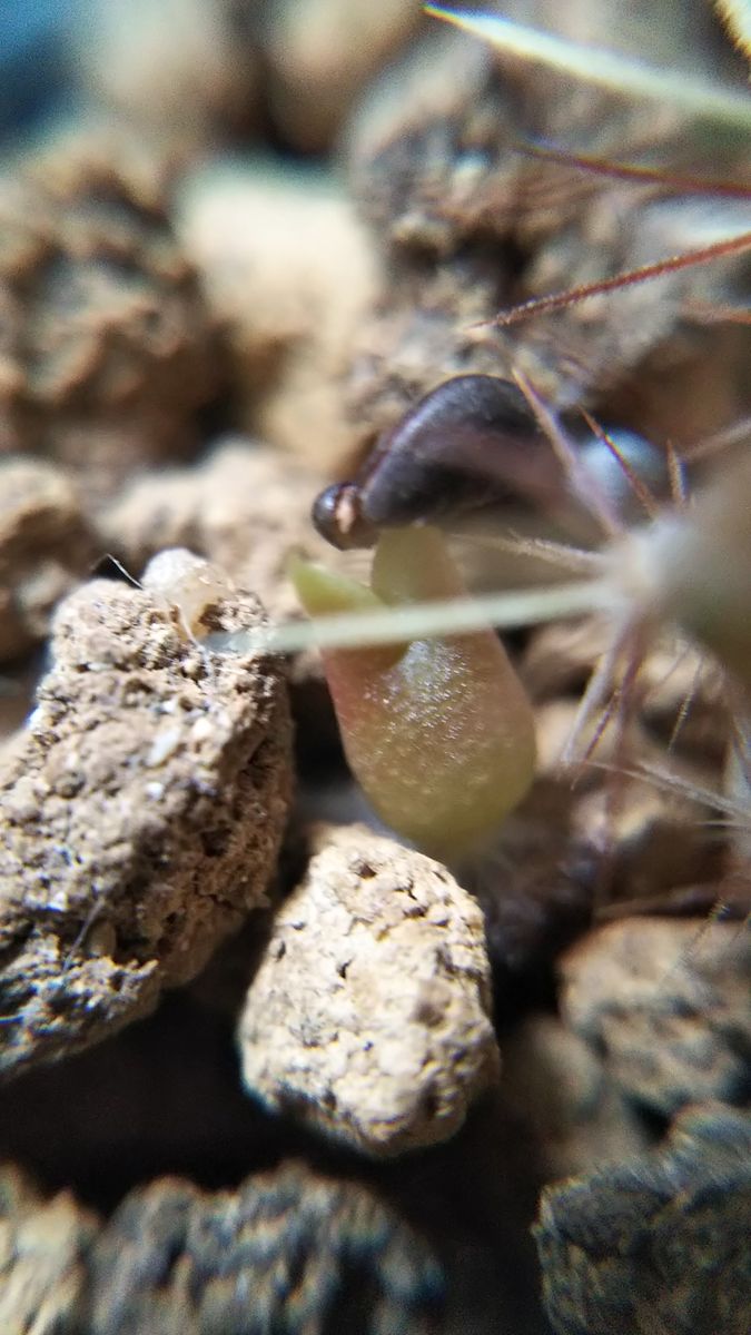 久々のサボテンの赤ちゃん🌵