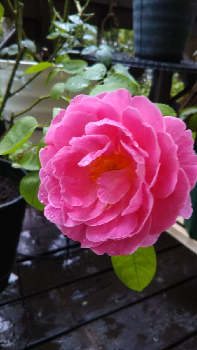 待ち望んだ雨🌧️が降りました😃