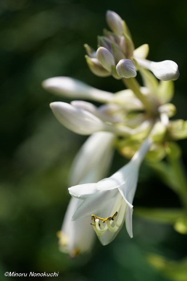 ギボウシ（Hosta）