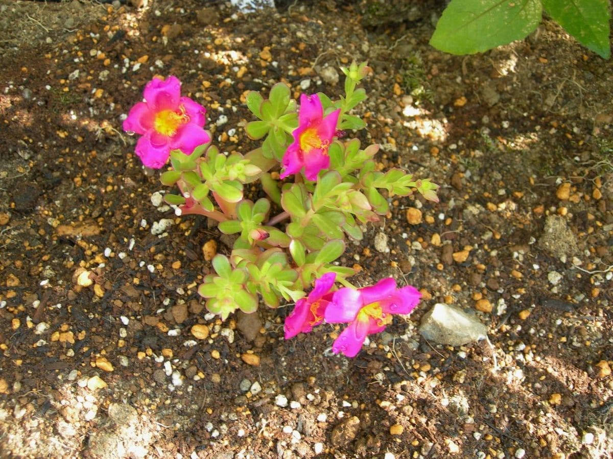 ひさしぶりの園芸作業でポーチュラカの植え付け