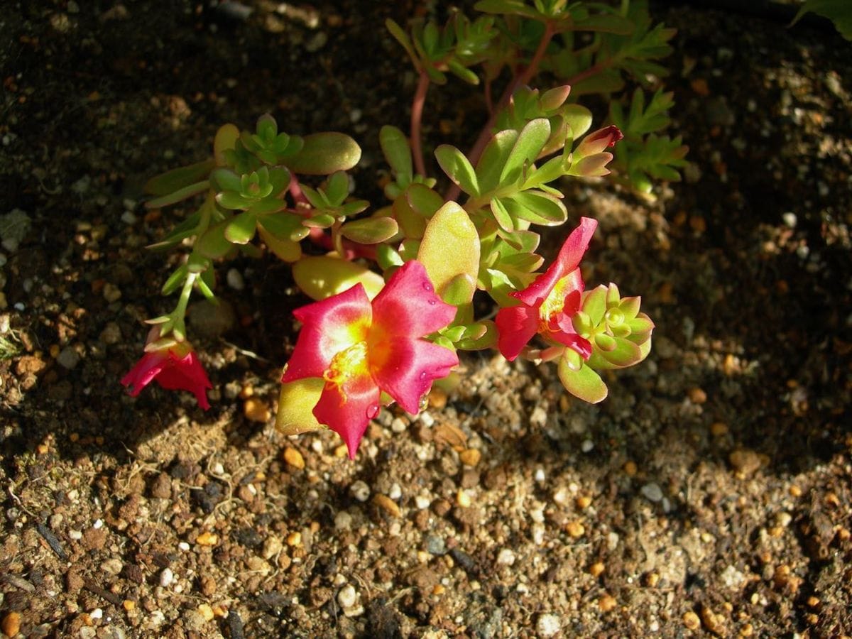 ひさしぶりの園芸作業でポーチュラカの植え付け